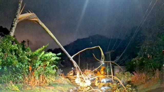 Temporal com vento de 90 km/h derruba árvores em Ilhabela