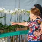 Caraguatatuba recebe a 46ª Exposição de Orquídeas do Litoral Norte