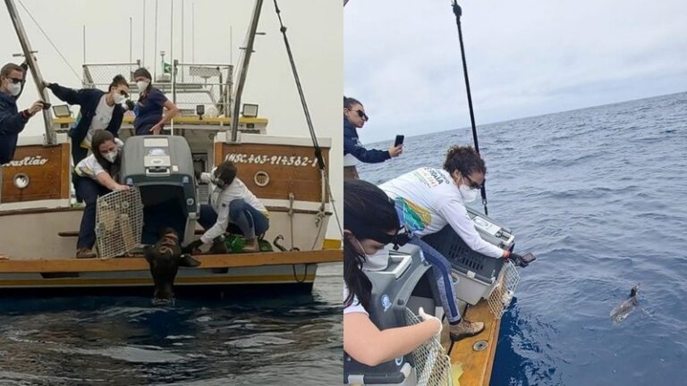 Instituto Argonauta devolve nove pinguins e um lobo-marinho ao mar na costa de Ubatuba