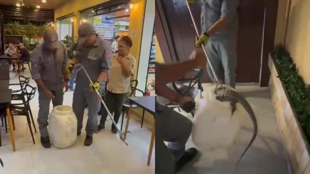 Lagarto entra em loja de conveniência e mobiliza bombeiros em Ilhabela