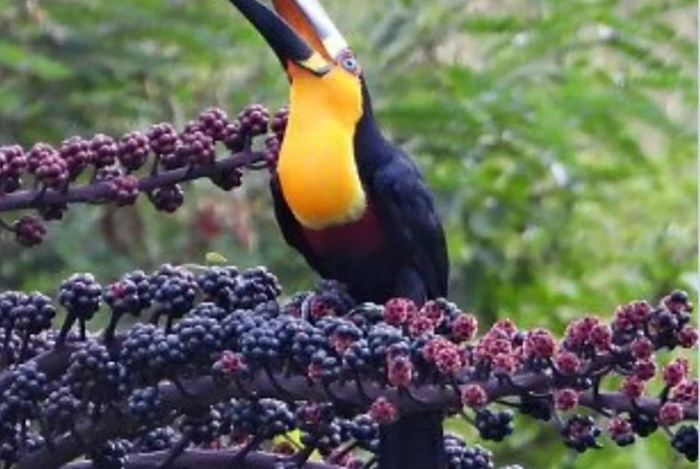Tucano-de-bico-preto vence votação e vira Ave Símbolo de São Sebastião