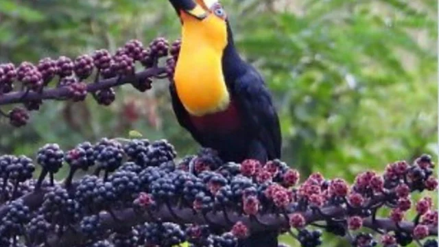 Tucano-de-bico-preto vence votação e vira Ave Símbolo de São Sebastião