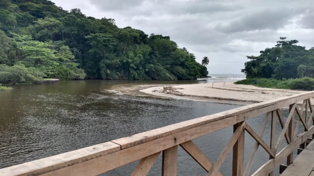 São Sebastião registra 76 espécies de aves em evento nacional