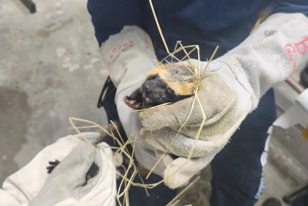 Furão resgatado na Rodovia dos Tamoios é devolvido à natureza