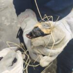 Furão resgatado na Rodovia dos Tamoios é devolvido à natureza