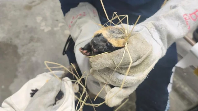 Furão resgatado na Rodovia dos Tamoios é devolvido à natureza